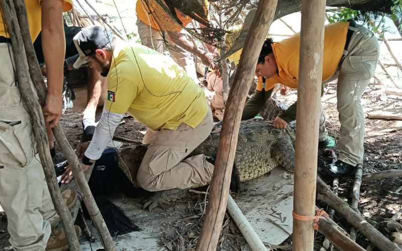 Atrapan cocodrilo en las inundaciones de Las Aguamitas, Navolato